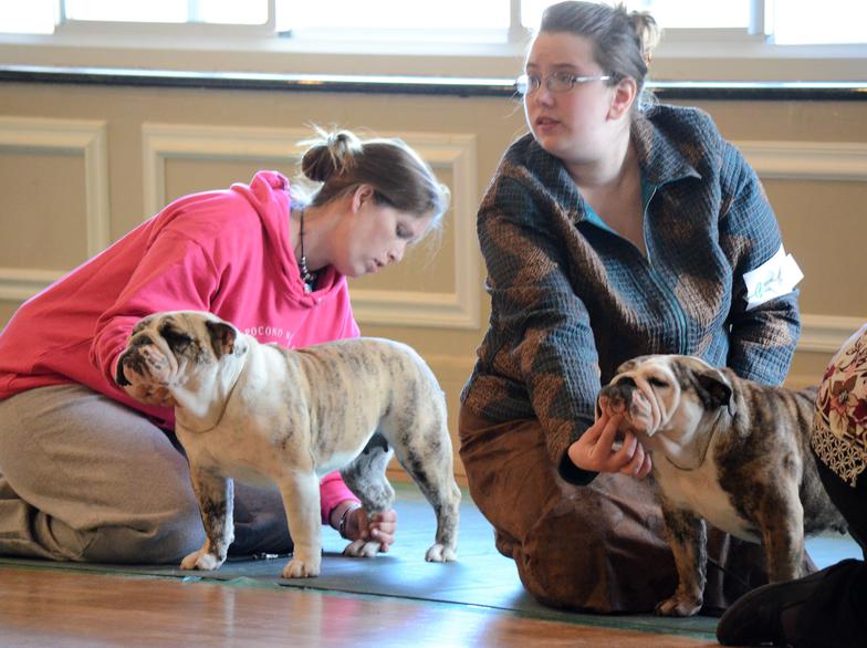 Bulldog Show